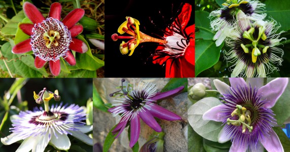 Passionsblume viele Blüten